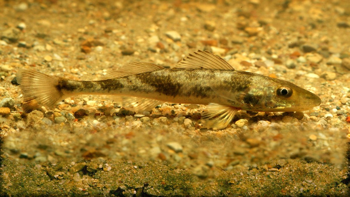 Bedrohte Donau-Fische: 20.000 Zingel sollen ausgewildert werden