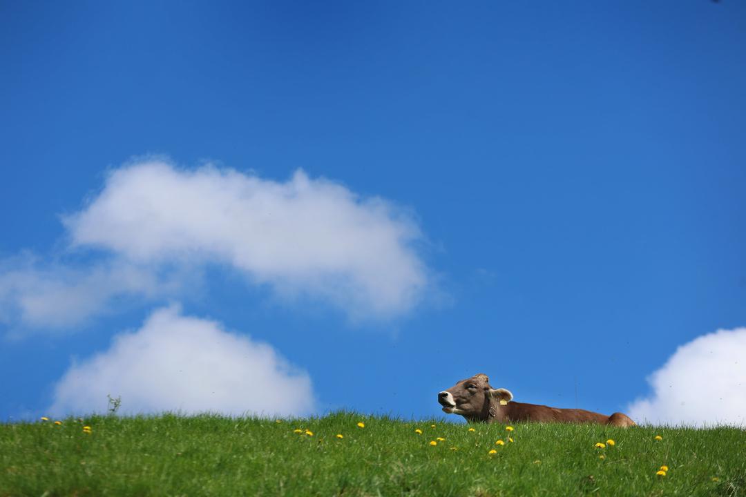 Eine Kuh sitzt auf einer Weide unter weiß-blauem Himmel.