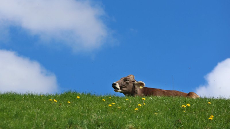 Eine Kuh sitzt auf einer Weide unter weiß-blauem Himmel. | Bild: dpa-Bildfunk/Karl-Josef Hildenbrand Eine Kuh sitzt auf einer Weide unter weiß-blauem Himmel.