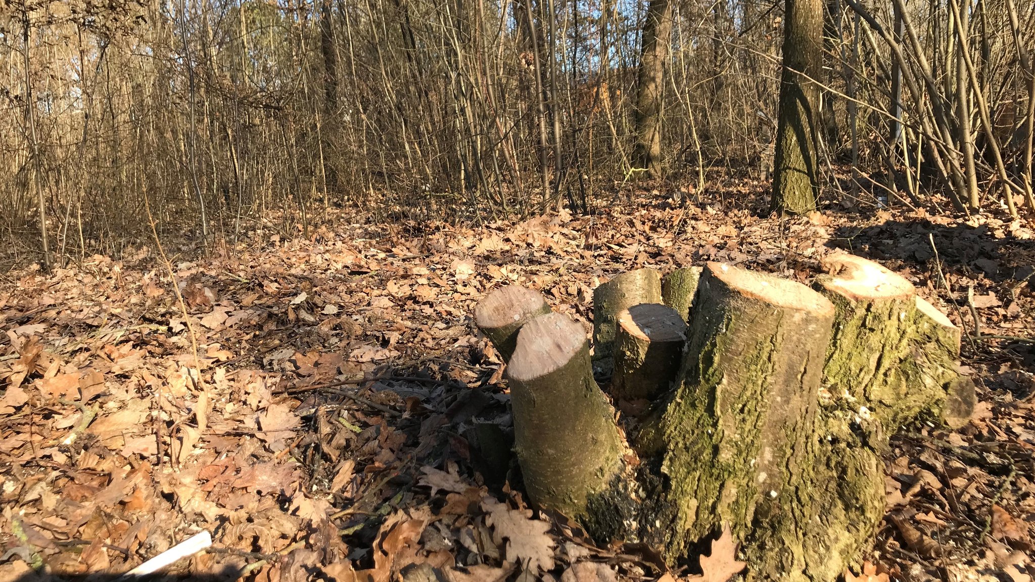 Im Niederwald werden die Bäume rund alle 20 Jahre gefällt - das hat sogar einen ökologischen Nutzen.