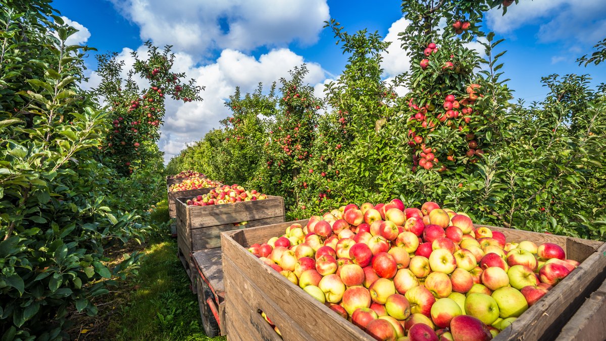 Gespritzte Äpfel: Exklusive Datenanalyse zum Pestizideinsatz