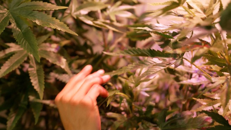 Im Rahmen der Cannabis-Legalisierung soll auch in laufenden Verfahren rückwirkend Straffreiheit gelten und eingetragene Verurteilungen sollen aus dem Bundeszentralregister gelöscht werden.
