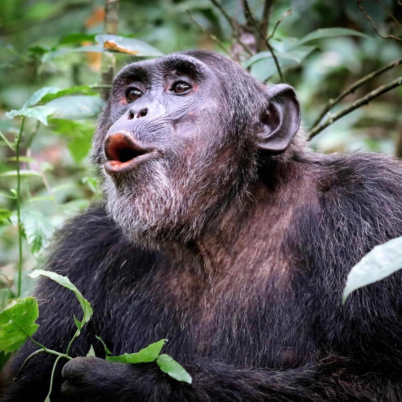 Schimpanse im Kibale National Park Uganda