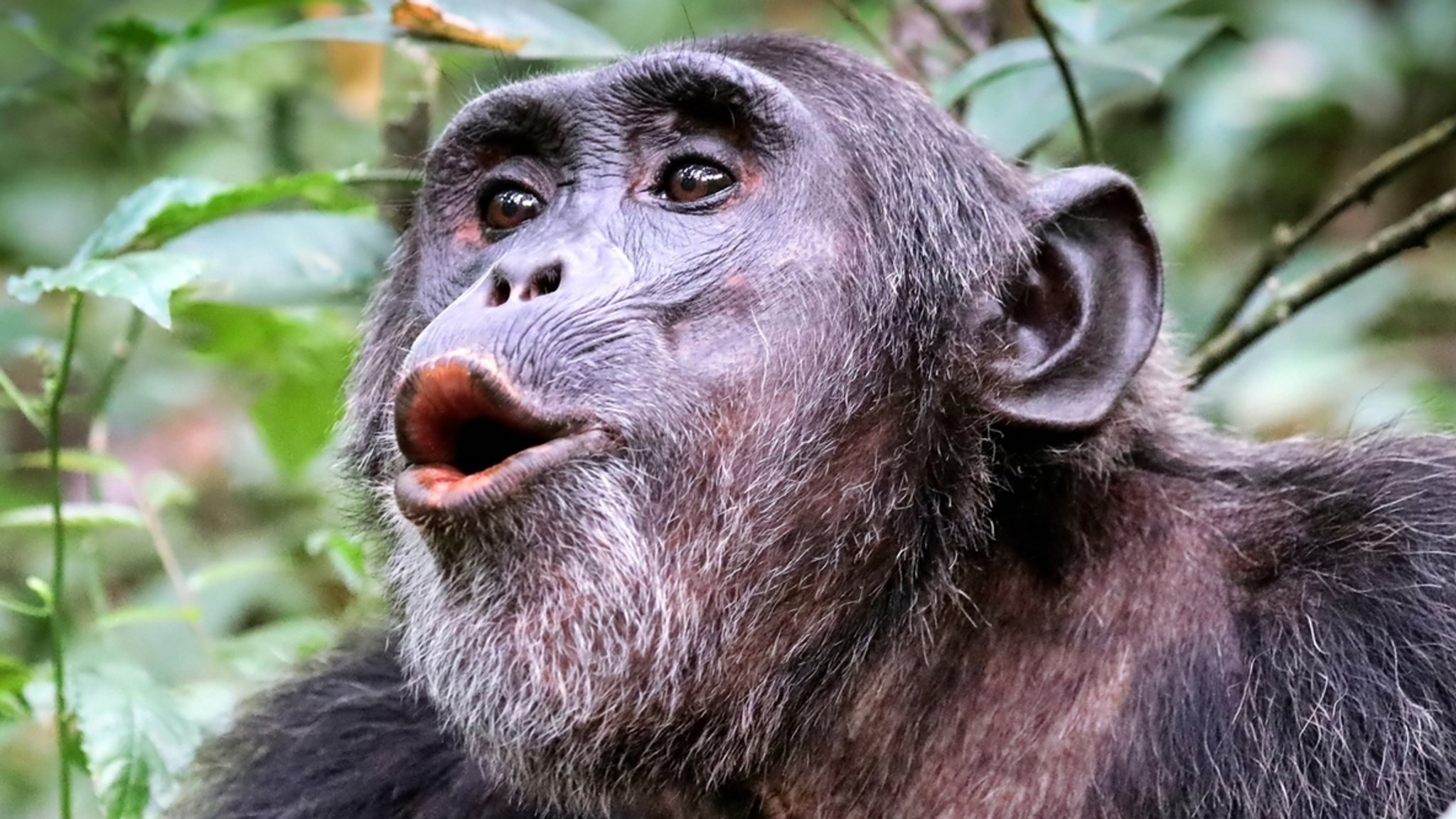 Schimpanse im Kibale National Park Uganda