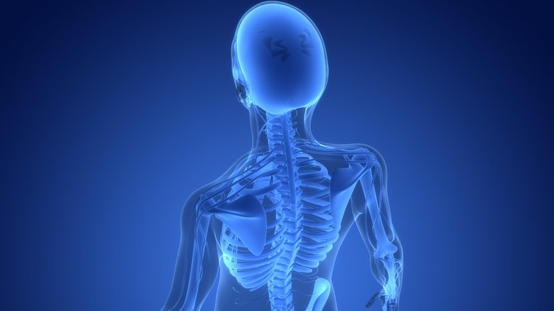 Knochengerüst eines Menschen in einer Illustration | Bild: picture alliance / Zoonar | magicmine Knochengerüst eines Menschen in einer Illustration