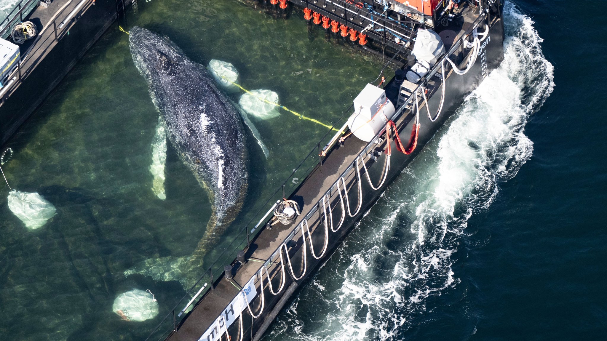 29.04.2026, Schleswig-Holstein, Fehmarn: Der Wal wurde in einem gefluteten Lastschiff transportiert