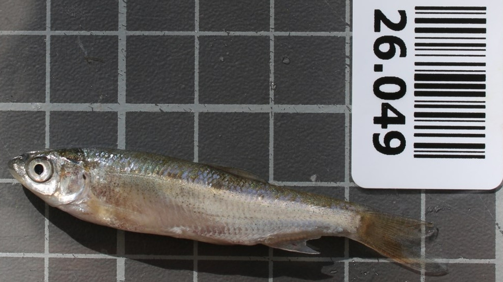 Toter Fisch der Fischart Nase an Land auf einem grauen Untergrund mit hellem Gitterraster. Rechts oben ein Barcode mit der Nummer 26.049 