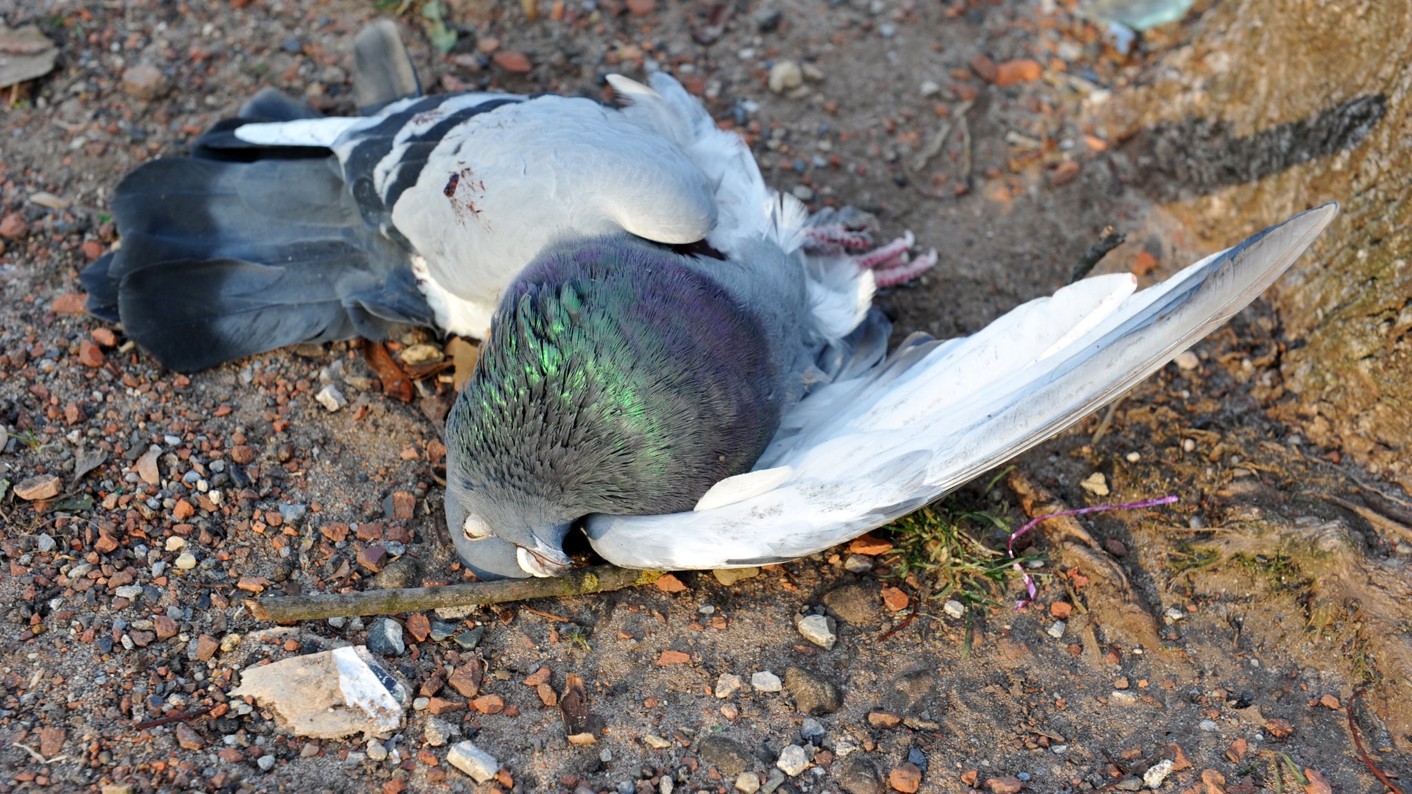 In Unterfranken wurden in der vergangenen Woche mehrere Tiere von Unbekannten getötet.