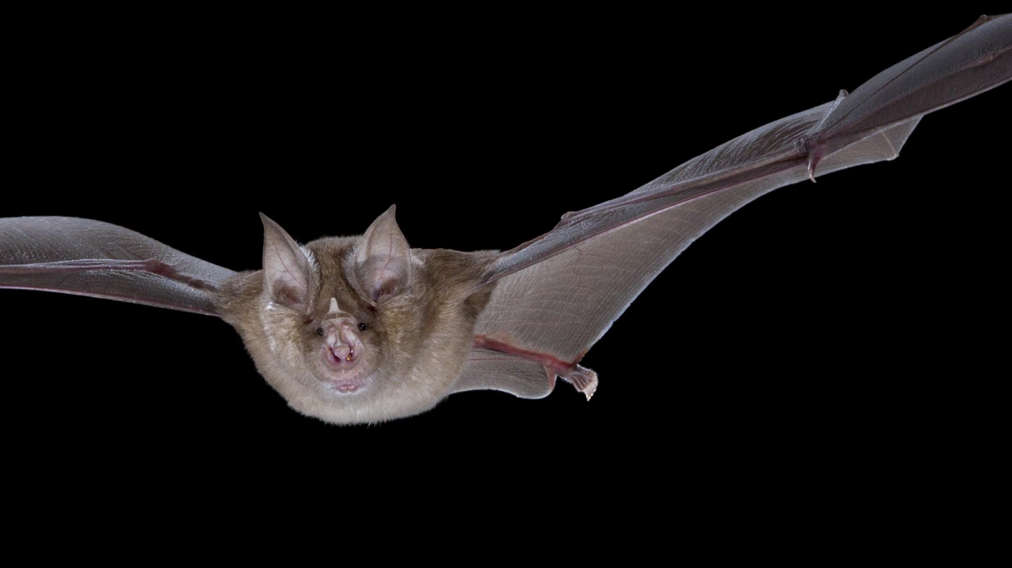 Große Hufeisennase, eine seltene Fledermausart, hier im Flug bei Nacht.