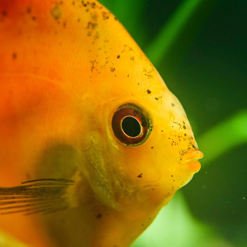 Fische - Die unterschätzten Lebewesen - radioWissen | BR Podcast