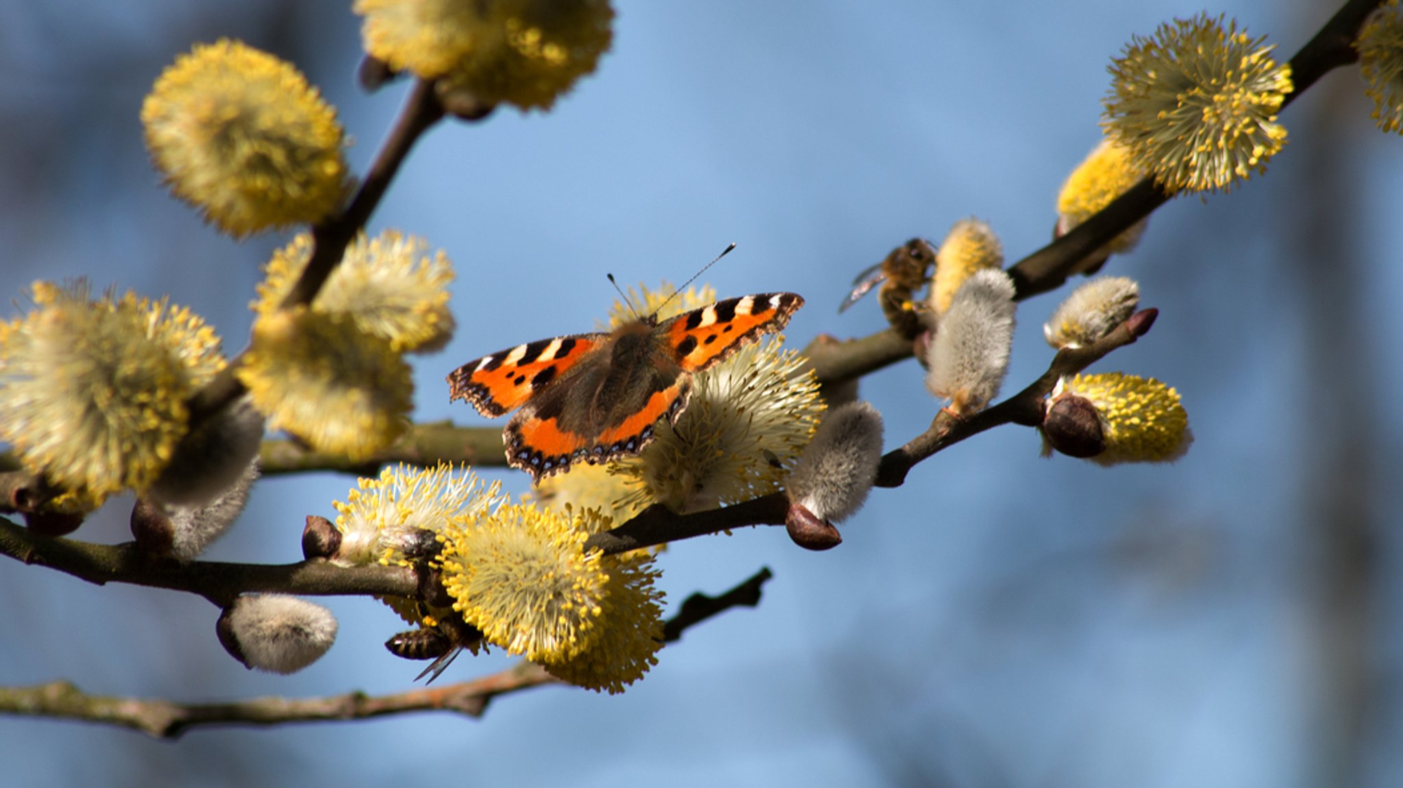 (Symbolbild) Ein Schmetterling auf einem Weidezweig.