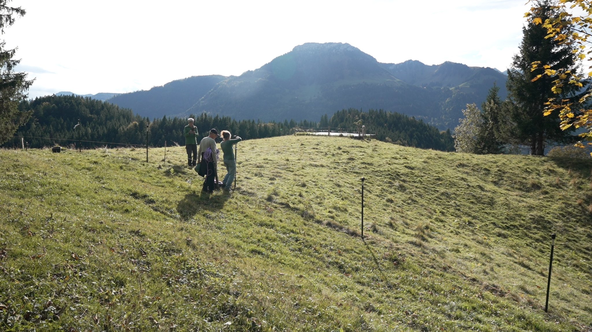 Sorge wegen Wolf und Bär: Klappt Weideschutz auf der Alm?