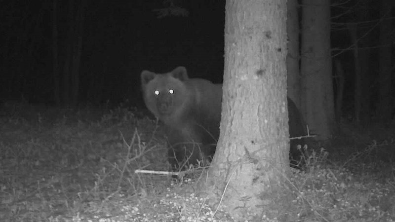 Von einer Wildkamera gemachtes Schwarz-Weiß-Foto des Braunbären.