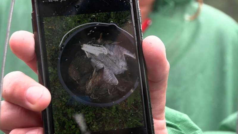 Ein Bild auf dem Smartphone zeigt tote Wildvögel in einem Eimer. | Bild: BR/Katharina Häringer Ein Bild auf dem Smartphone zeigt tote Wildvögel in einem Eimer.