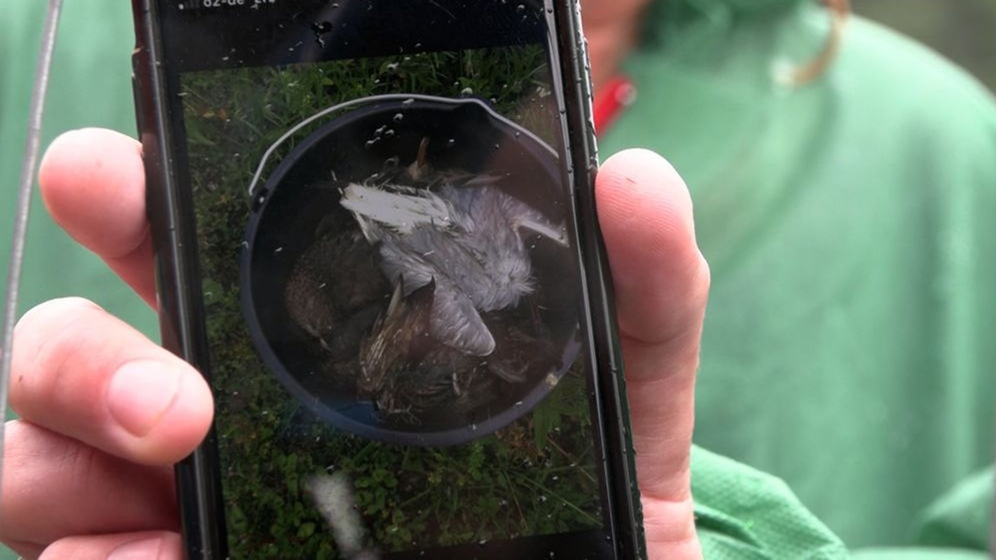 Ein Bild auf dem Smartphone zeigt tote Wildvögel in einem Eimer. 