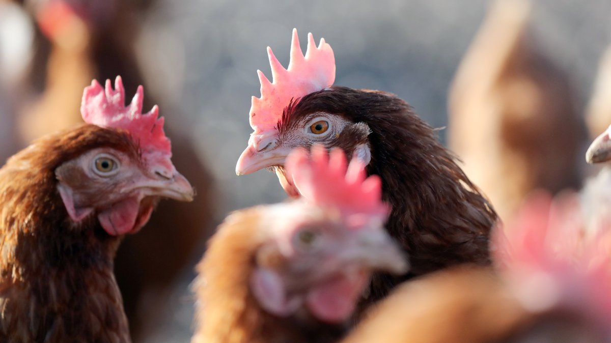 Hühner auf einem Geflügelhof (Symbolbild)