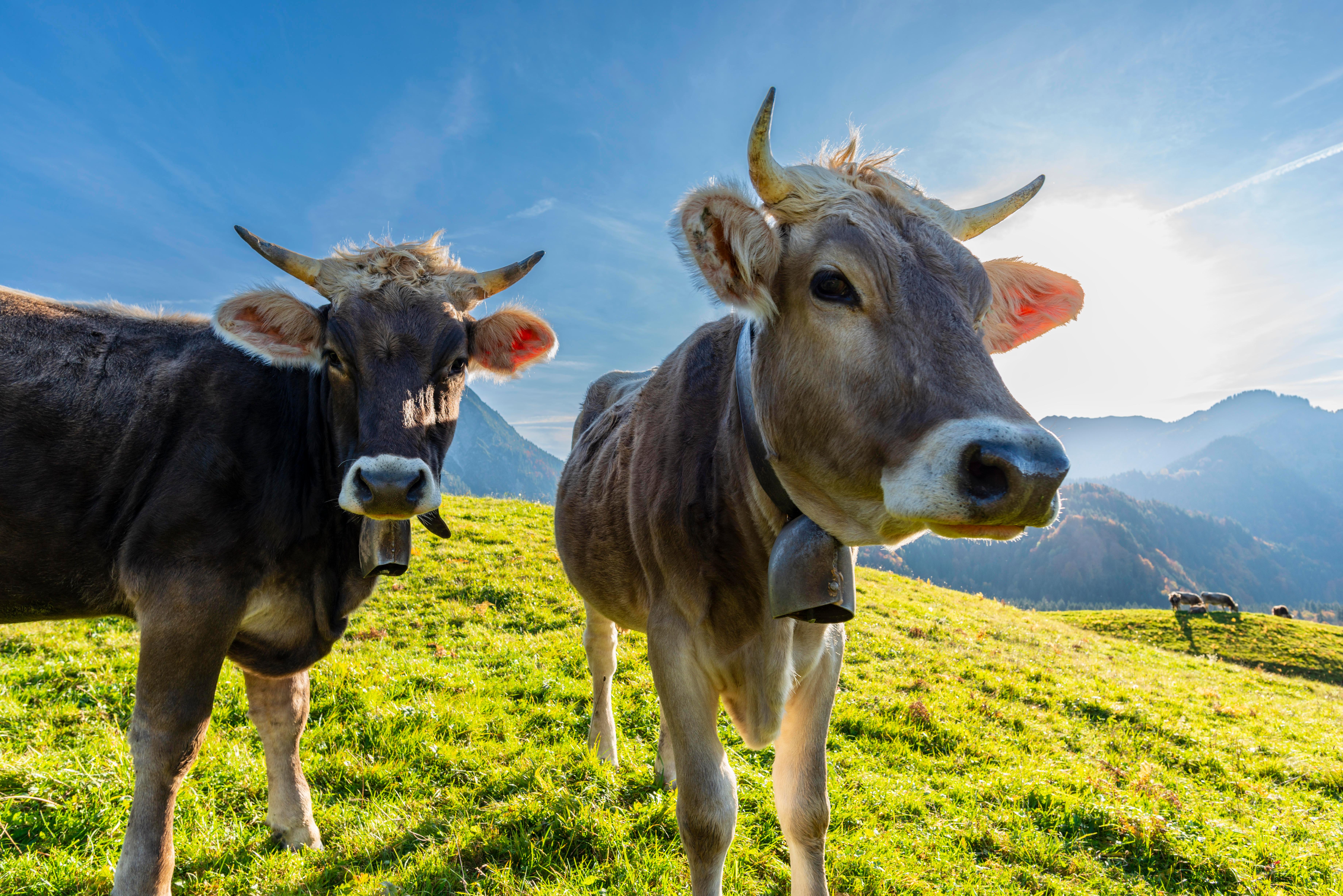 Allgäuer Braunvieh, (Bos primigenius taurus) (Archivbild)