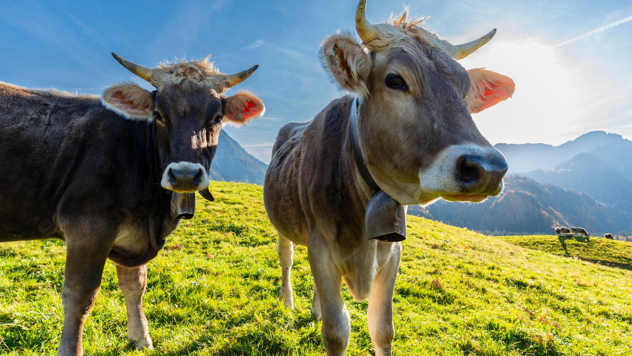 Trotz Schnee und Wolf: Im Allgäu beginnt der Bergsommer