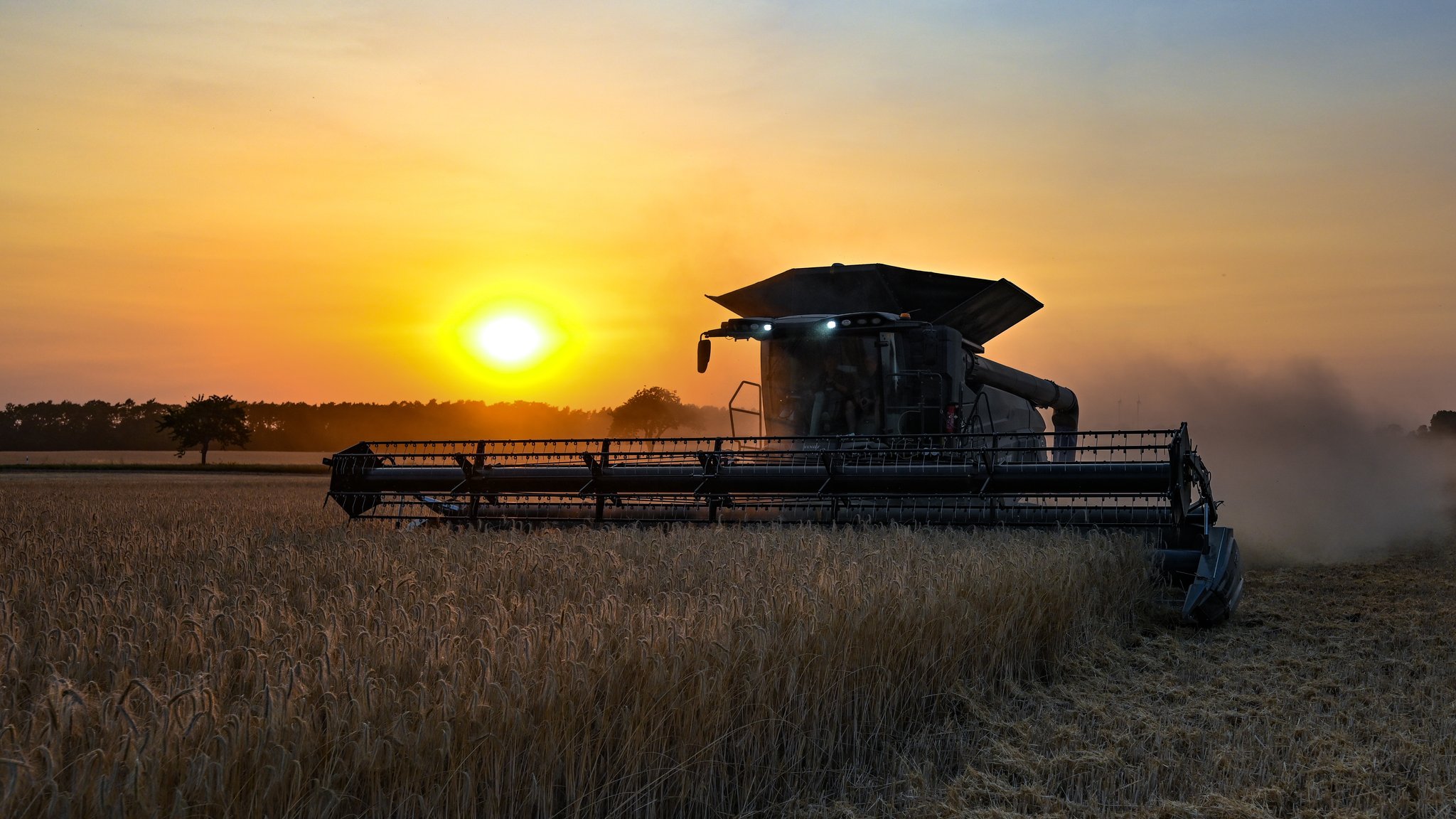 Roggenernte auf einem Feld in Ostbrandenburg, Juli 2022