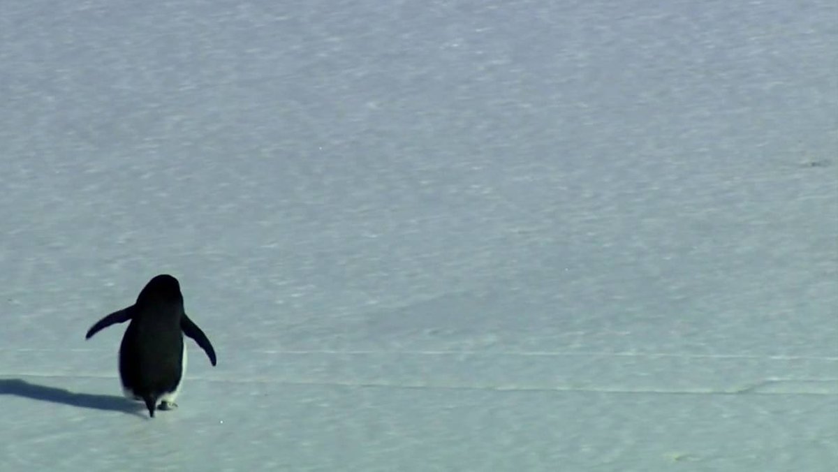 Szene aus "Begegnungen am Ende der Welt"