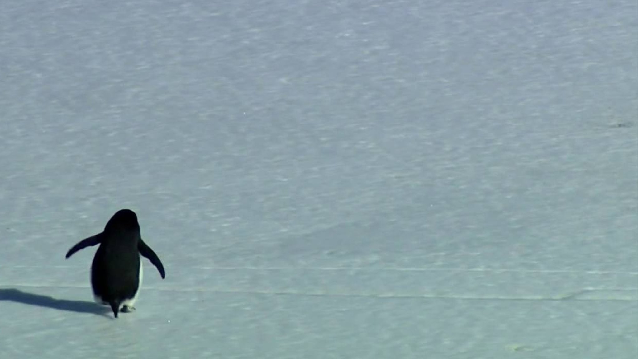 Szene aus "Begegnungen am Ende der Welt"