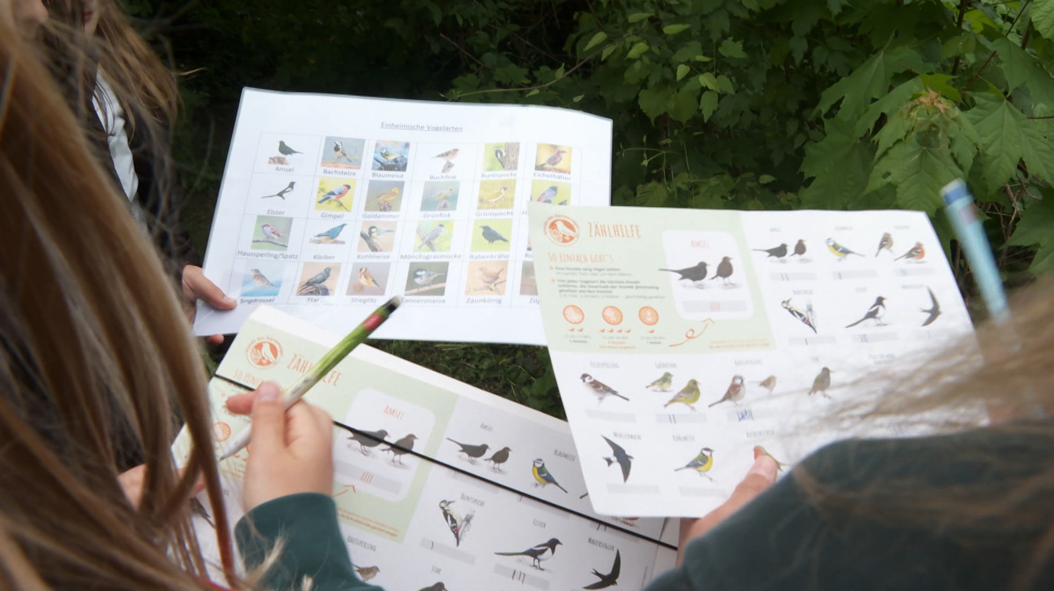 Vorlagen, um Vögel nach ihrer Art identifiziern zu können. | Bild: BR Vorlagen, um Vögel nach ihrer Art identifiziern zu können.