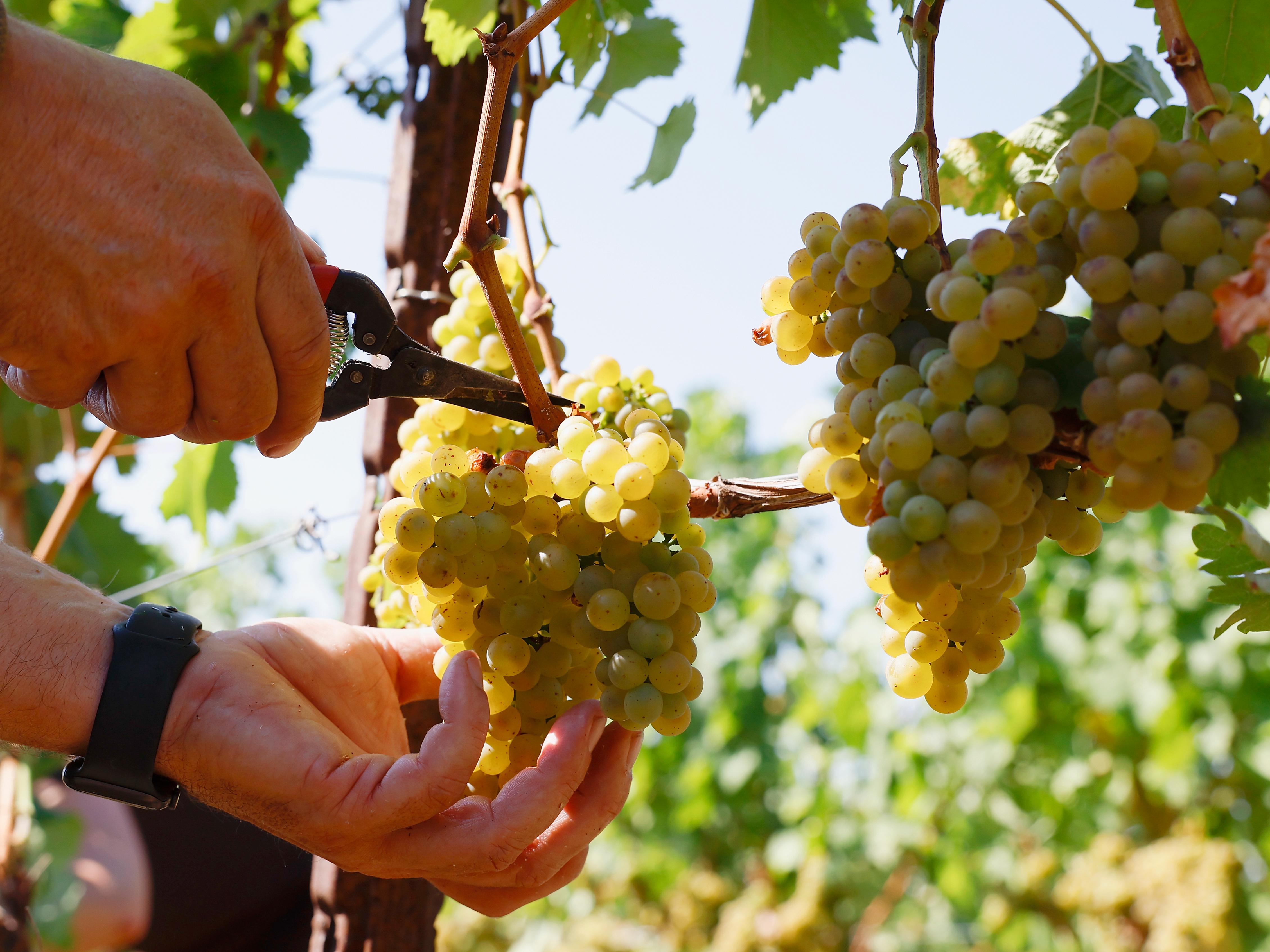 Trauben werden während der Weinlese von Hand geschnitten (Archiv).