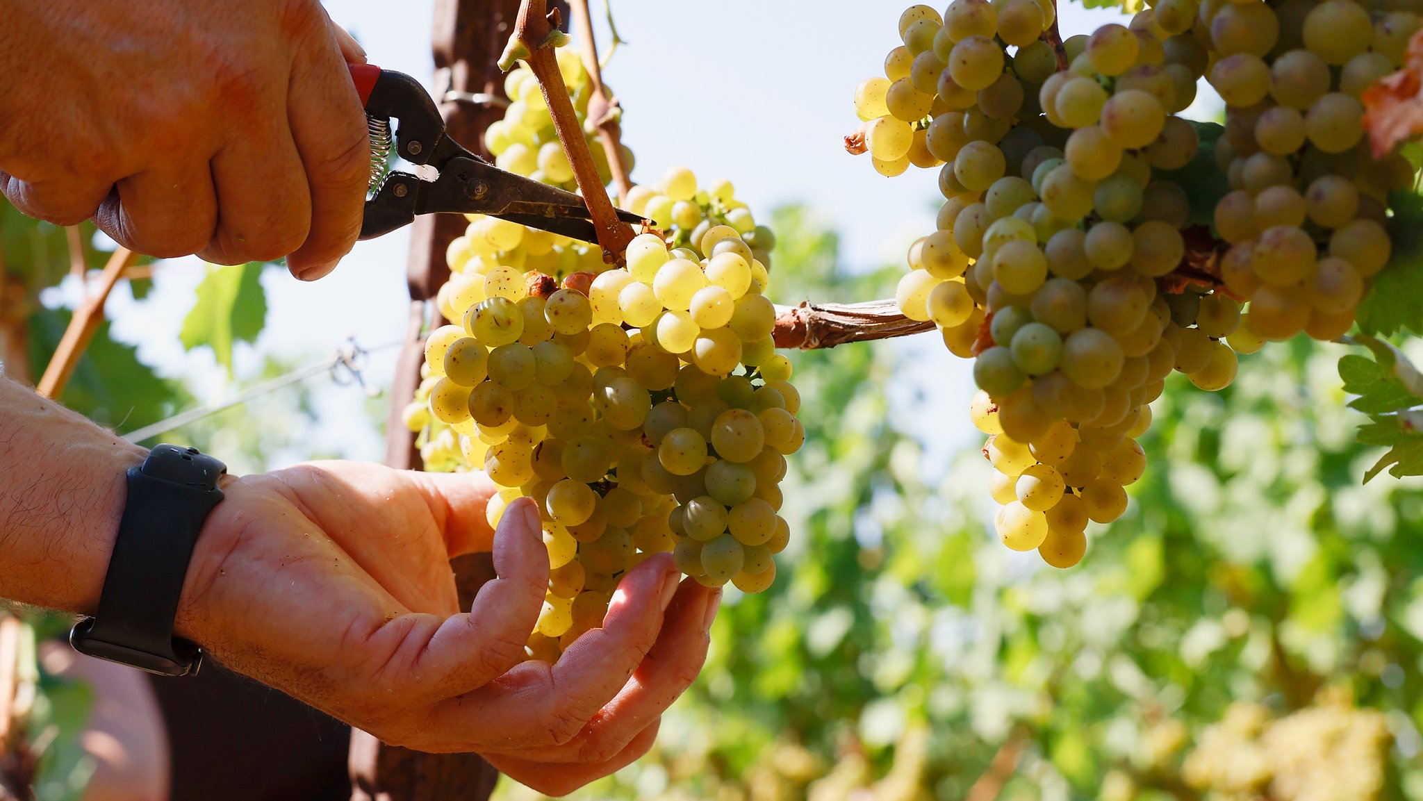 Trauben werden während der Weinlese von Hand geschnitten (Archiv).