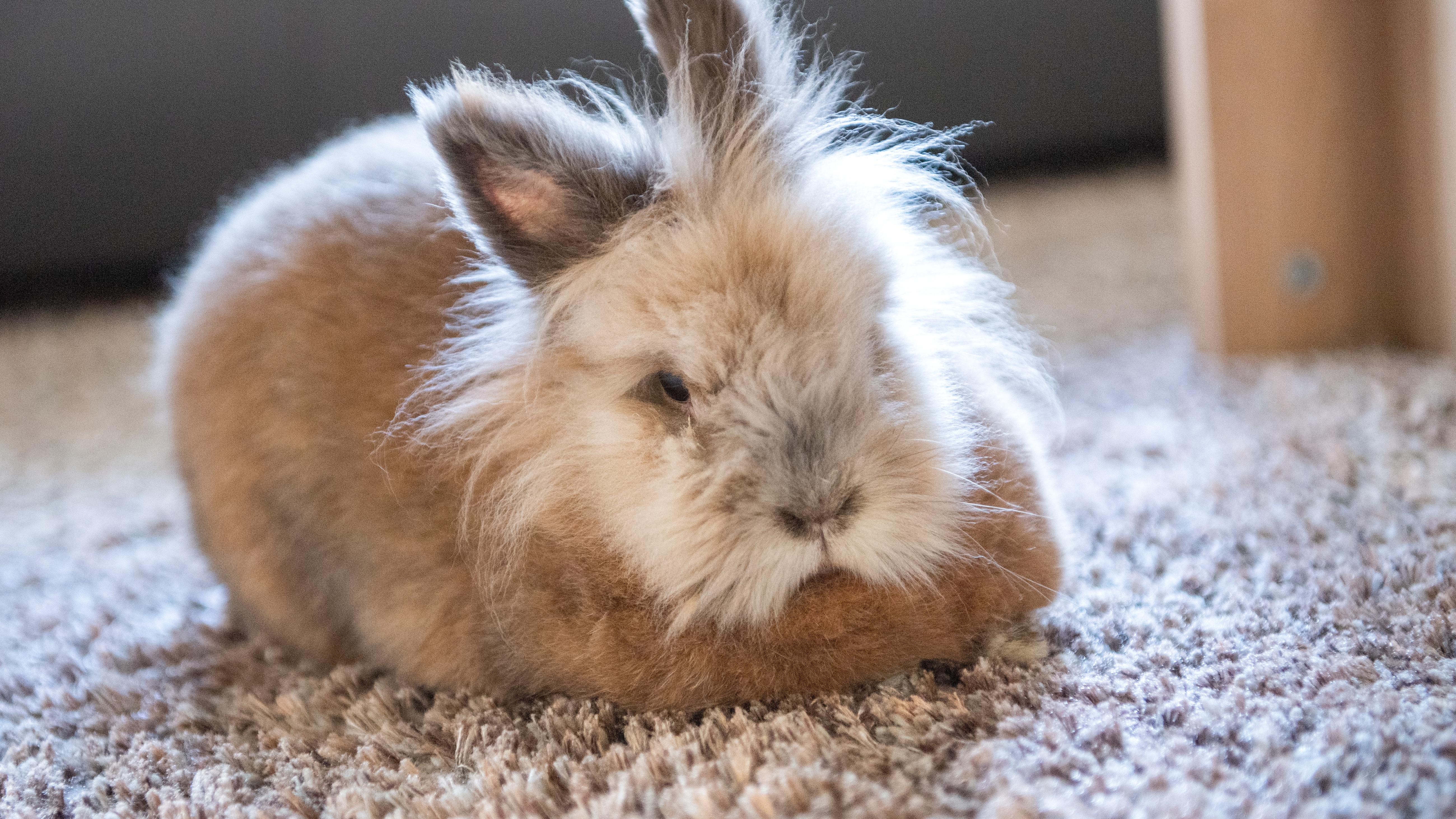 Anna und die wilden Lieder : "Kaninchen oder Hase?"