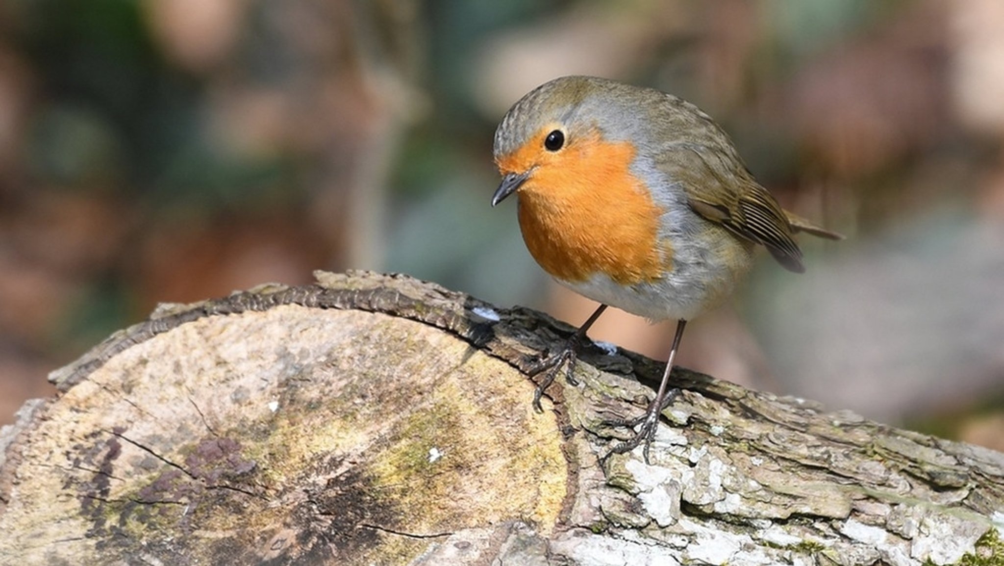 Ein Rotkehlchen sitzt  auf einem Baumstamm. 2021 wurde der unverwechselbare Vogel von den Deutschen zum Vogel des Jahres gewählt (Symbolbild).