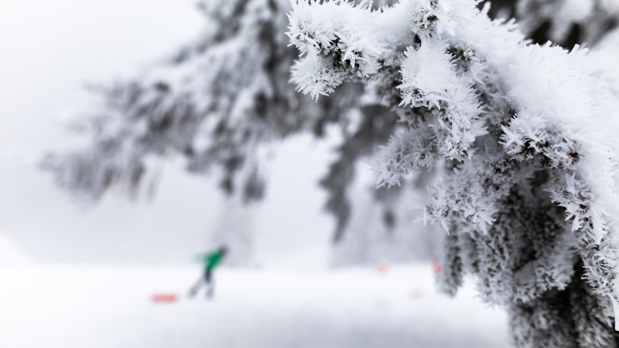 Eiskristalle hängen an einem Baum, während im Hintergrund eine Frau ihren Schlitten den Hang hoch zieht. 