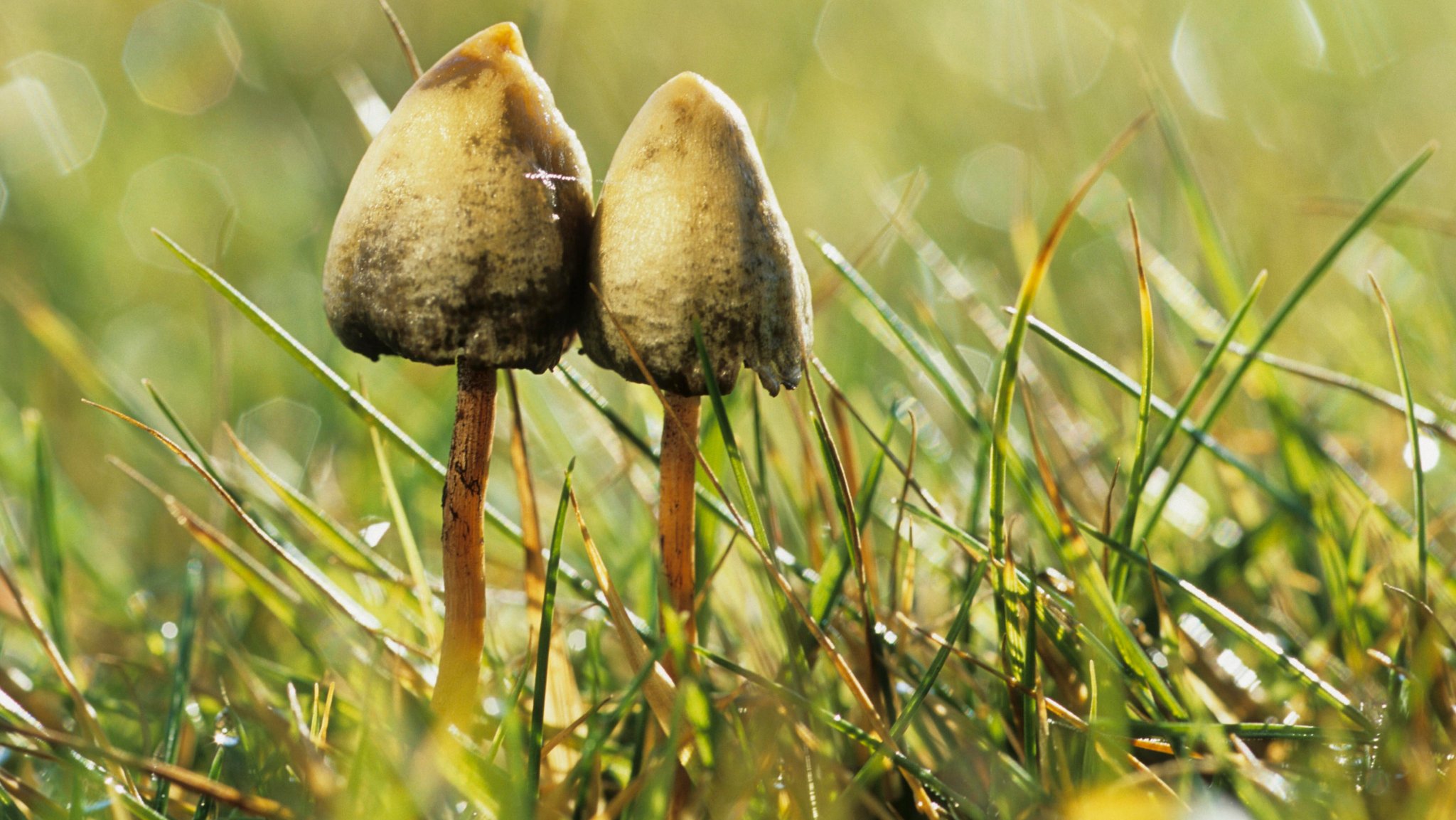 Spitzkegeliger Kahlkopf (Psilocybe semilanceata)