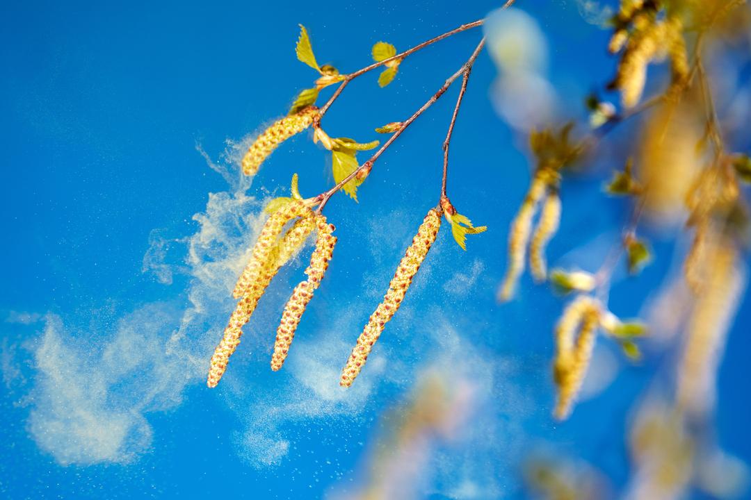 Nightmare for allergy sufferers: Pollen explosion in birch trees