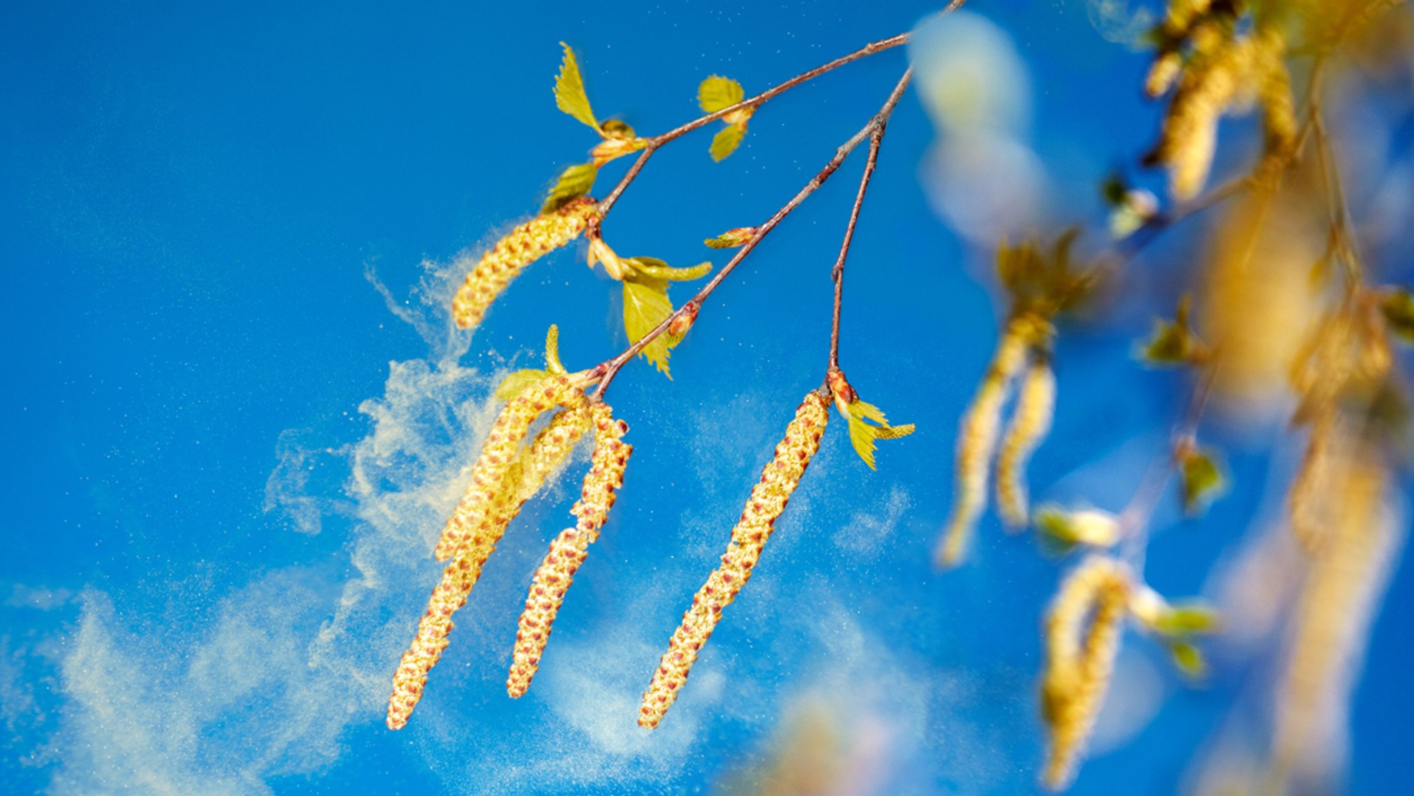 Eine Birke verbreitet Pollen. 