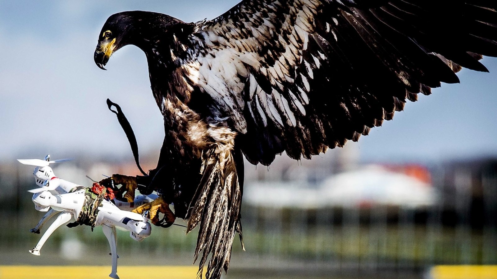 Bild: picture-alliance/dpa/Koen Van Weel