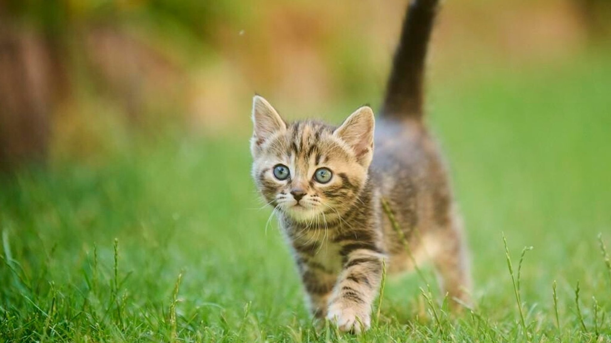 Eine getigerte Katze im Gras. | Bild: picture alliance / imageBROKER | David & Micha Sheldon Eine getigerte Katze im Gras.