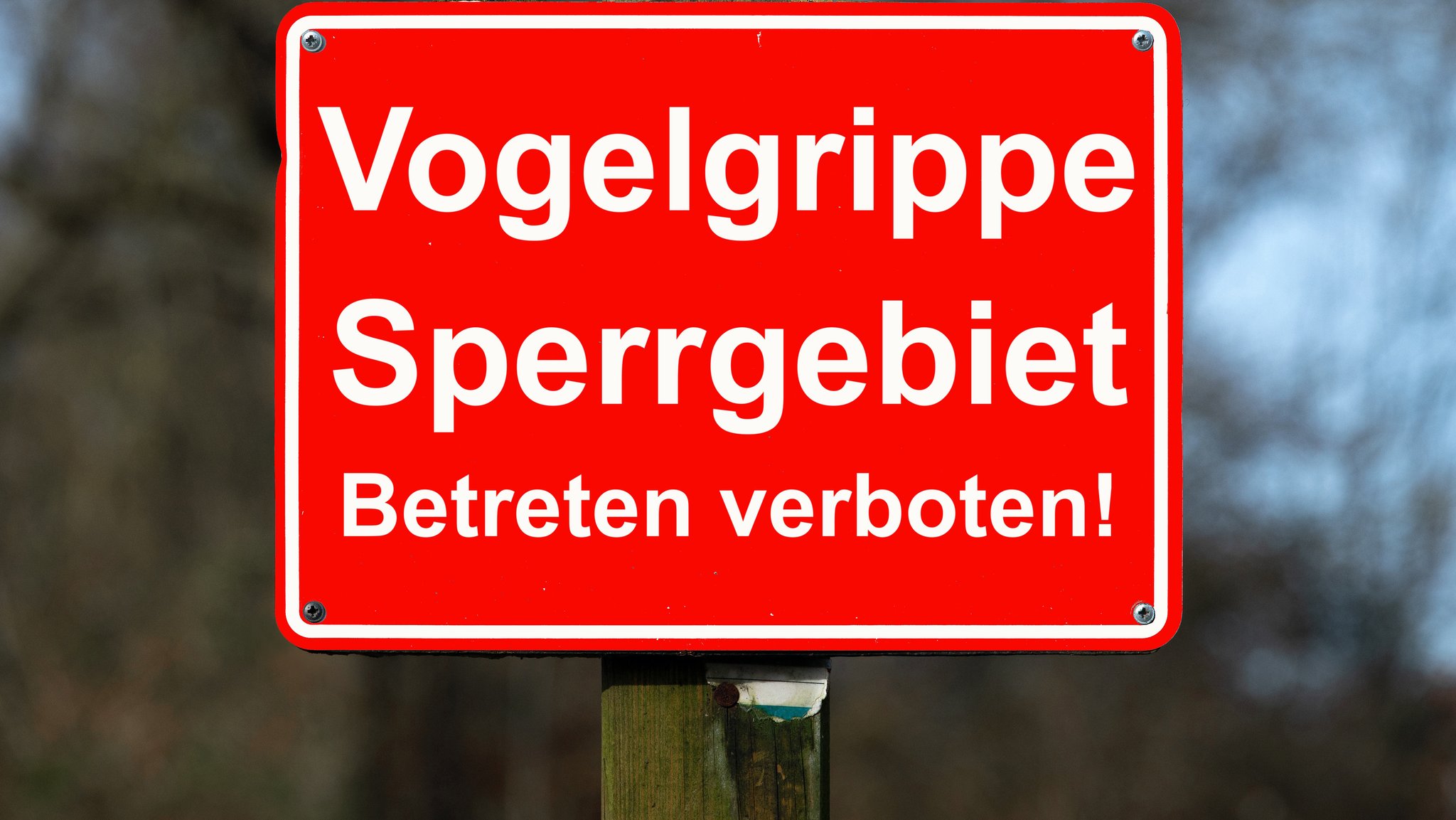 Vogelgrippe-Viren H5N1 gehen von Wildvögeln auf Hühner, neuerdings auch auf Rinder über. Mensch-zu-Mensch-Übertragungen gibt es noch nicht. 