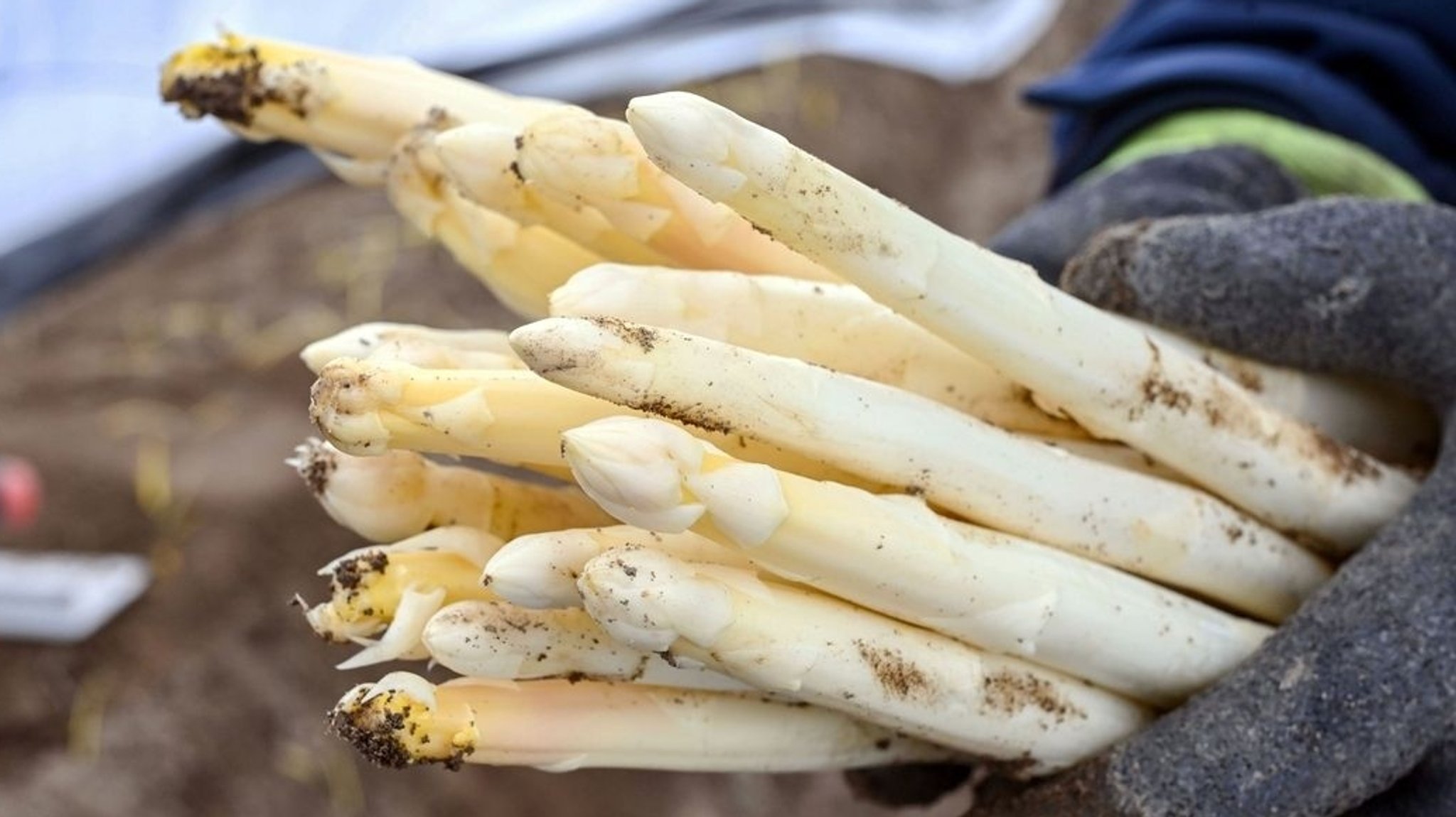 (Symbolbild) Ein Spargelbauer hält frisch gestochenen Spargel in der Hand