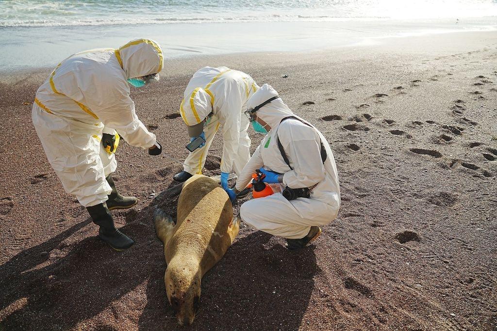 Ein toter Seelöwe wird am Strand von Peru untersucht