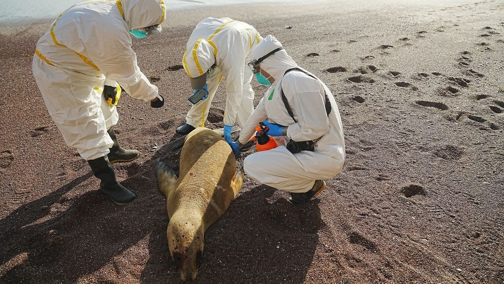 Ein toter Seelöwe wird am Strand von Peru untersucht
