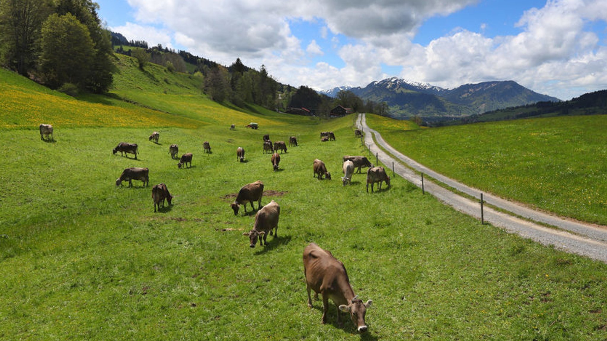 Archivbild: Symbolbild für die Landwirtschaft: Schneebedeckte Berge und Wolken am Himmel. Vorne weiden Kühe