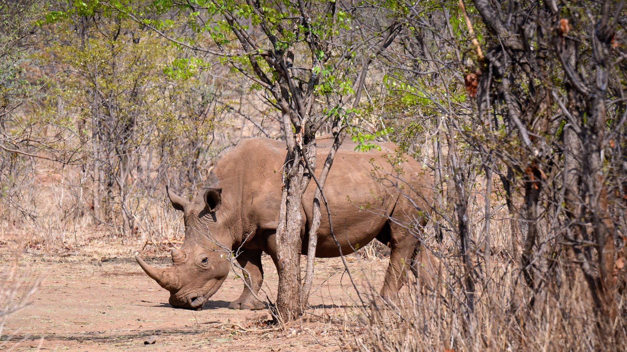 Nashorn im „Mosi-oa-Tunya“-Nationalpark im Süden von Sambia