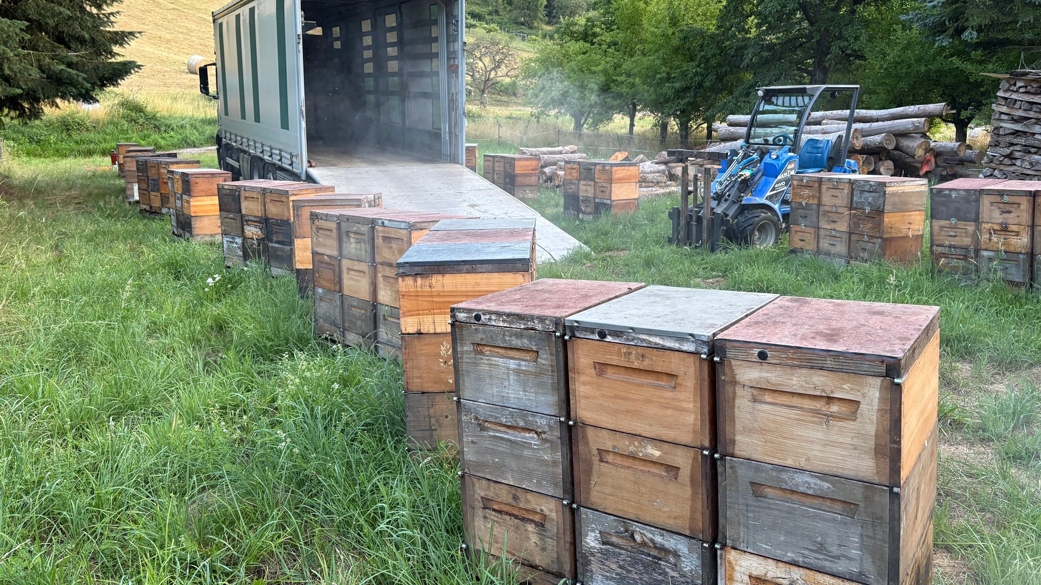 130 Bienenvölker stehen auf einer Wiese im Pfälzer Wald bereit für den Abtransport per Lastwagen. | Bild: Tobias Hildebrandt / BR 130 Bienenvölker stehen auf einer Wiese im Pfälzer Wald bereit für den Abtransport per Lastwagen.