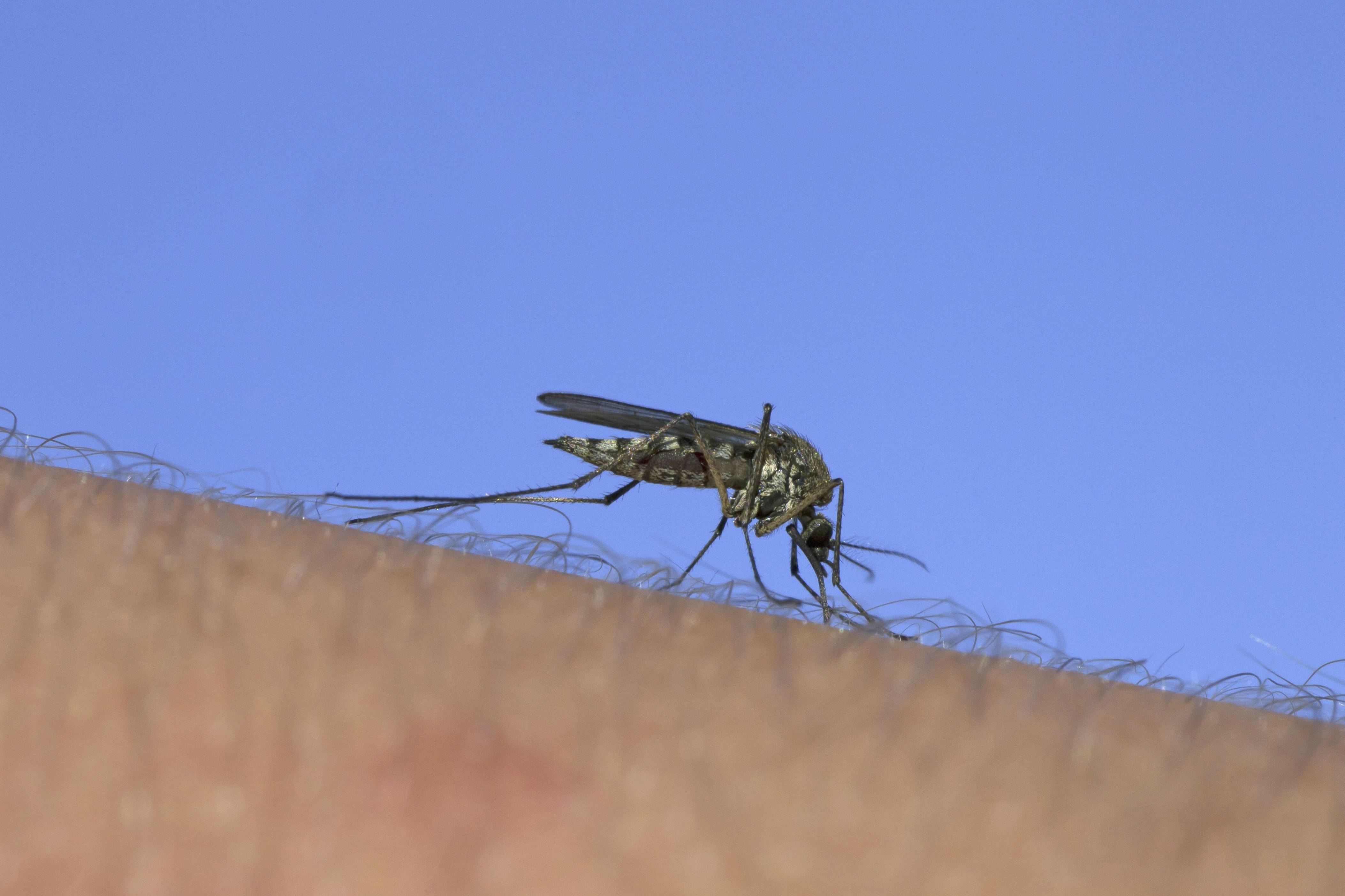 Gemeine Stechmücke, die den menschlichen Arm sticht, um sich von Blut zu ernähren.