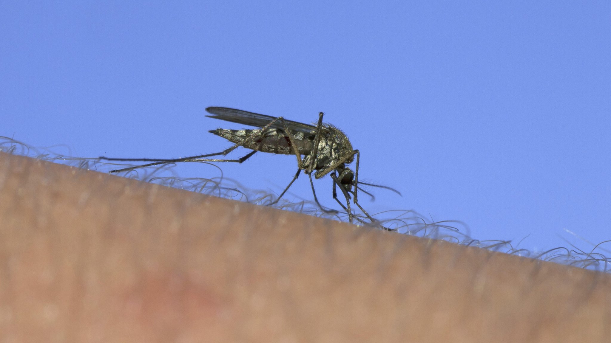 West-Nil-Virus: Erste Übertragung durch Mückenstich in Bayern