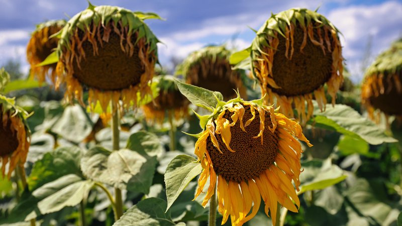 Welke Sonnenblumen auf einem Feld
