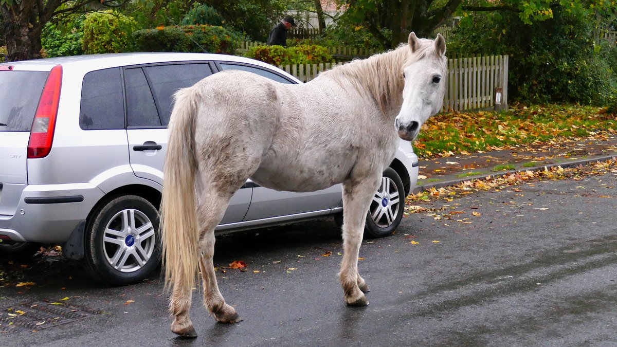 Ein Pferd steht auf einer Straße (Symbolbild)