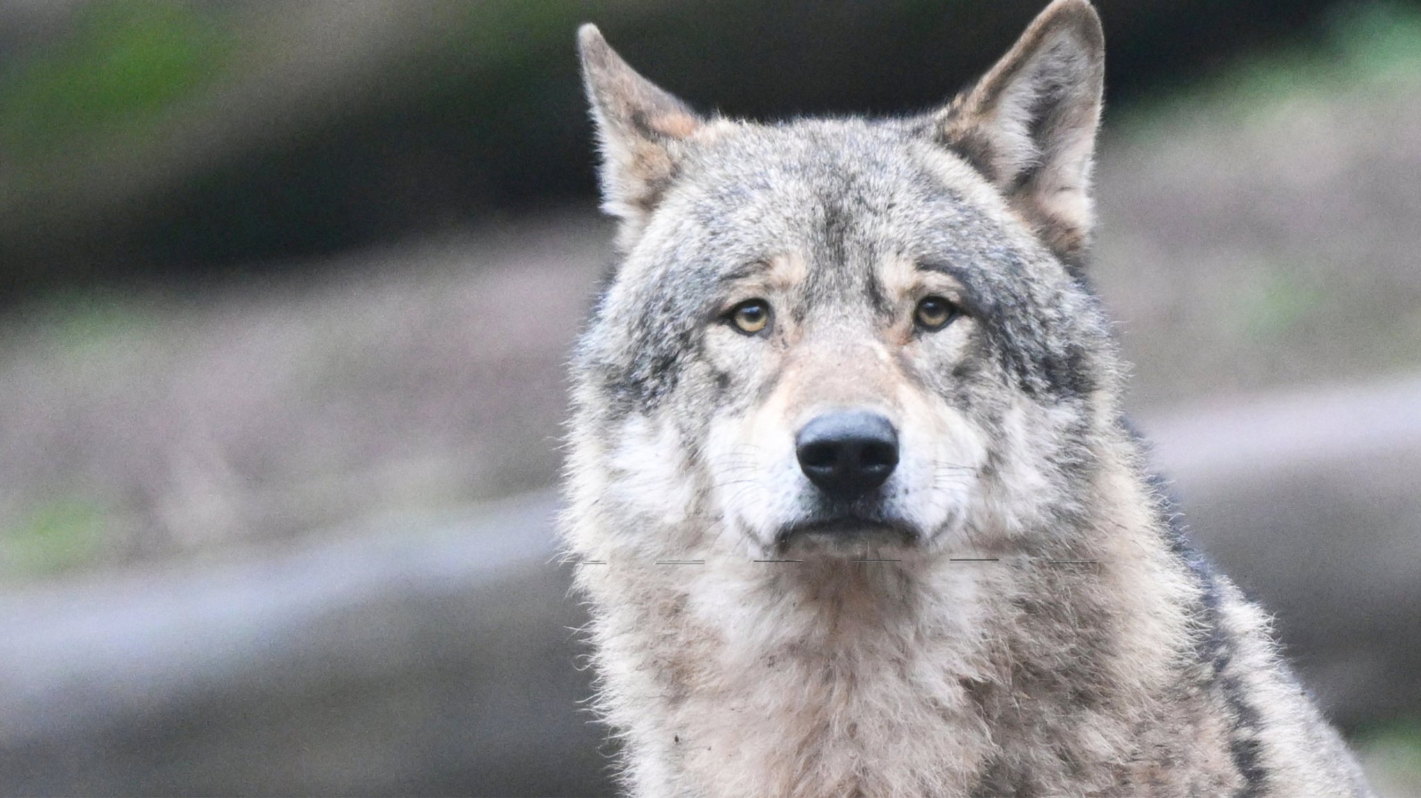 Ein Wolf wartet in seinem Gehege auf Futter. 