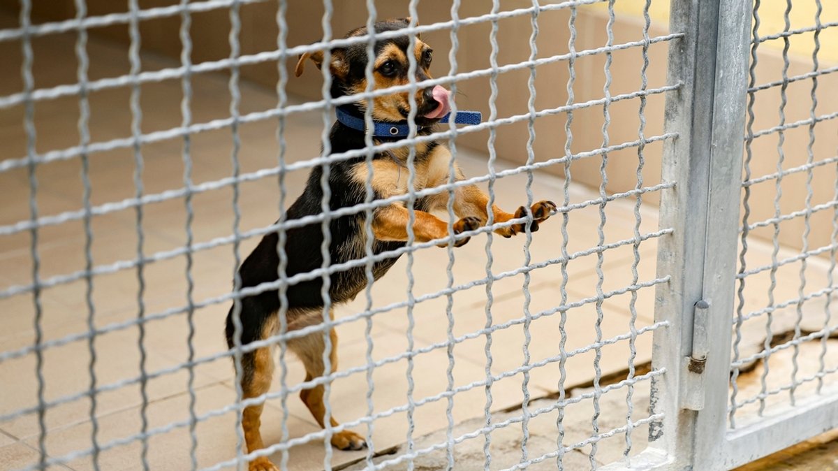 "Wir sind am Limit": Aufnahmestopp im Tierheim Nürnberg
