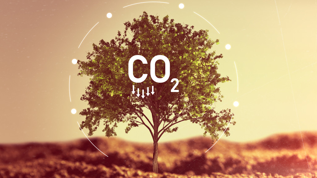 Illustration der Kohlendioxid-Entnahme durch Aufforstung